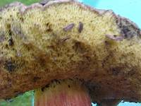 Boletus zelleri image