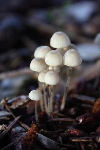 Mycena amicta image