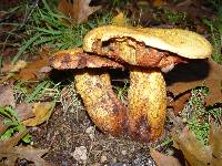 Boletus luridiformis image