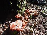 Fistulina hepatica image