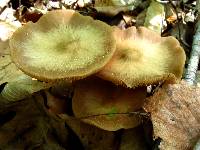 Entoloma vernum image