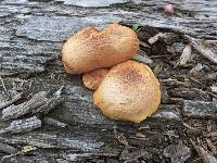 Gymnopilus aeruginosus image