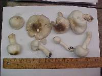 Agaricus californicus image