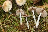 Stropharia pseudocyanea image