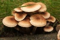 Pholiota terrestris image