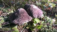 Tricholoma terreum image