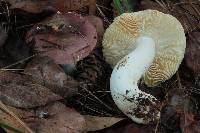 Russula placita image