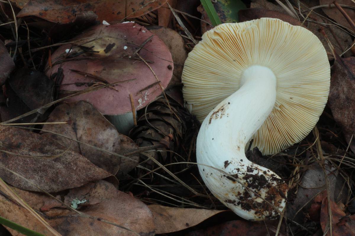 Russula placita image