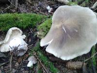 Tricholoma saponaceum image