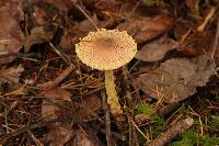 Lepiota magnispora image