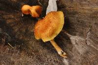 Pholiota limonella image