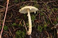 Lepiota magnispora image