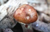 Gymnopilus thiersii image
