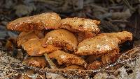 Gymnopilus thiersii image