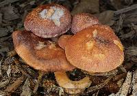 Gymnopilus thiersii image