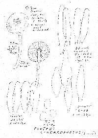 Pluteus cinereofuscus image