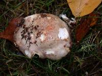 Russula versicolor image