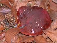 Boletus regineus image