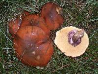 Suillus luteus image