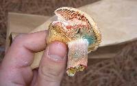 Lactarius rubrilacteus image