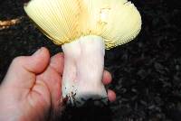 Russula xerampelina image