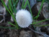 Coprinopsis nivea image