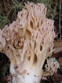 Ramaria botrytis image