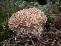 Ramaria botrytis image