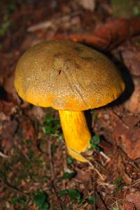 Boletus aurantiosplendens image