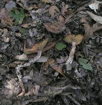 Armillaria sinapina image