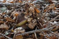 Boletus regineus image