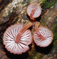 Mycena parsonsiae image