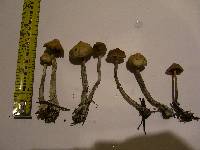 Psilocybe cyanofibrillosa image