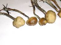 Psilocybe cyanofibrillosa image