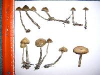 Psilocybe cyanofibrillosa image