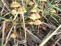 Psilocybe cyanofibrillosa image