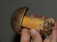 Suillus fuscotomentosus image