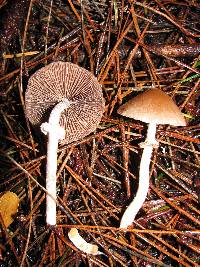 Psathyrella longistriata image