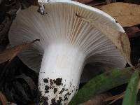 Hygrophorus subsordidus image