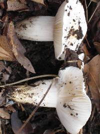 Hygrophorus subsordidus image