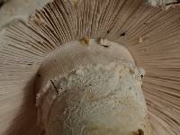 Amanita smithiana image