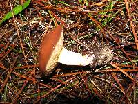 Suillus brevipes image