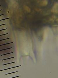 Psilocybe subaeruginosa image