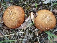 Suillus lakei var. lakei image