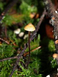 Mycena aurantiomarginata image