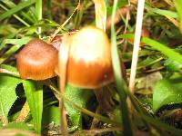 Psilocybe turficola image