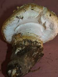 Amanita magniverrucata image