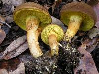 Boletus subtomentosus image