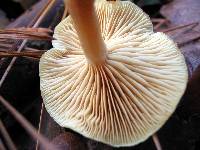 Gymnopilus sapineus image