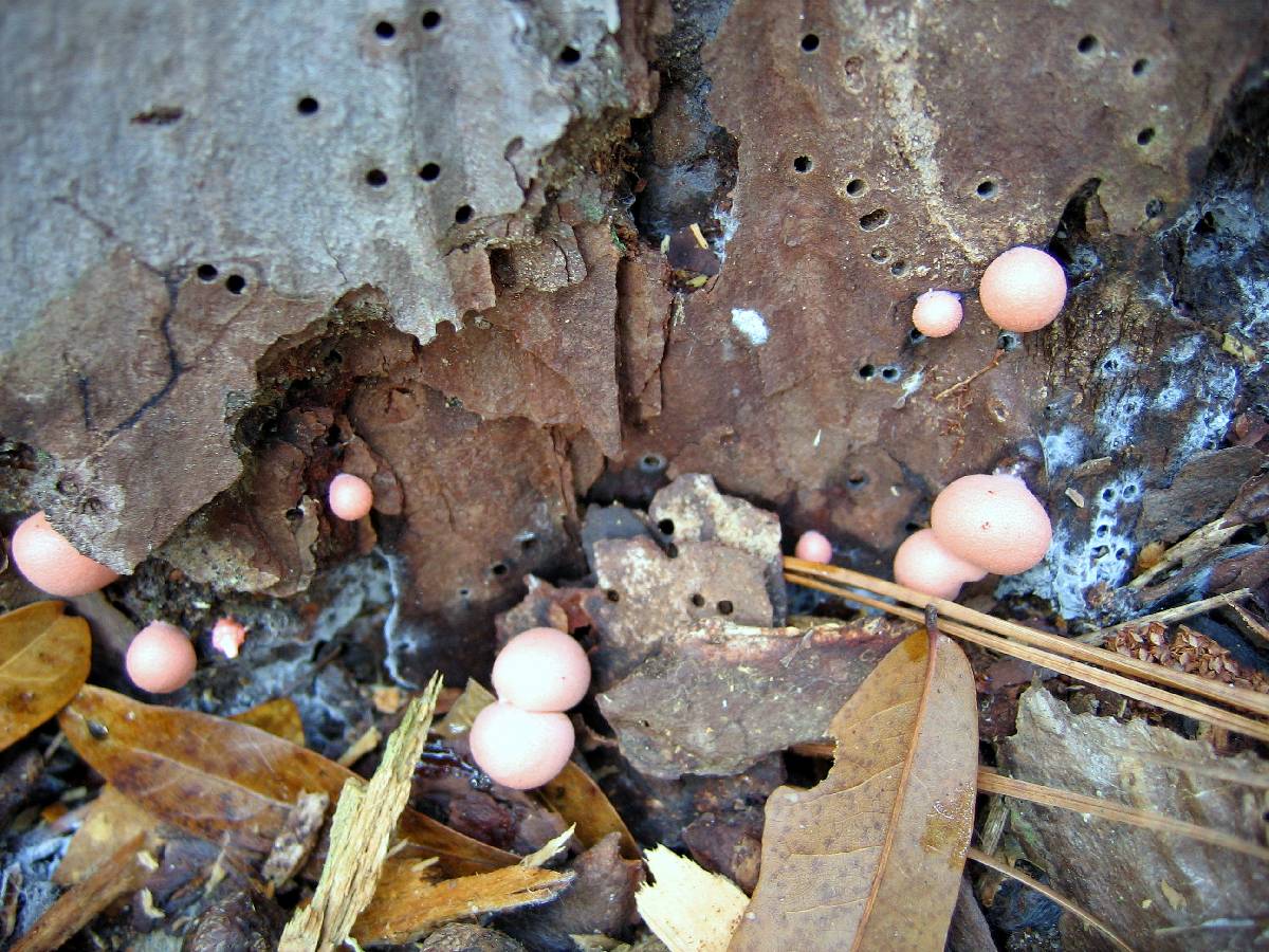 Lycogala image